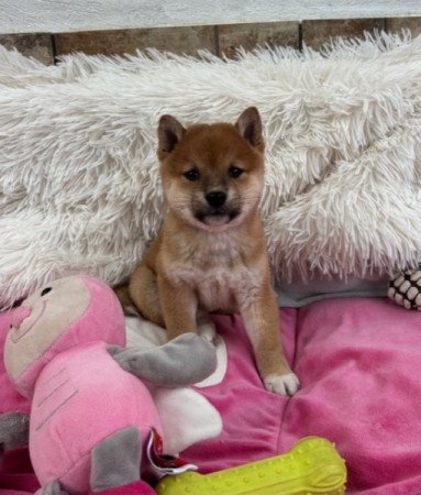 Shiba inu