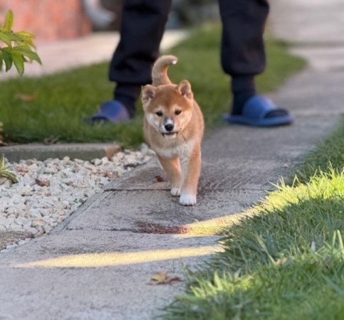 Shiba inu