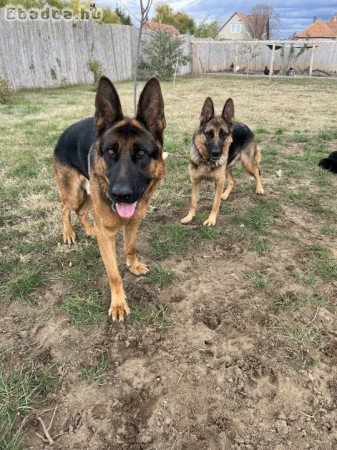 Eladó kölyök német juász