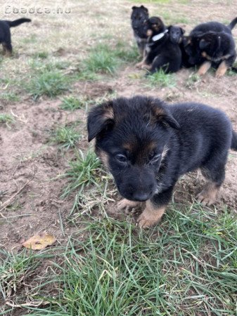Eladó kölyök német juász