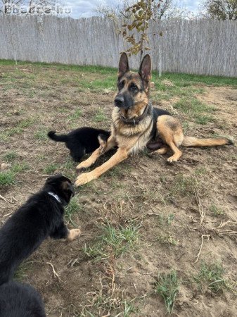 Eladó kölyök német juász