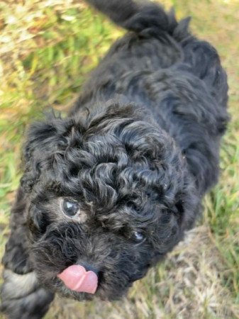 Bischon Havanese