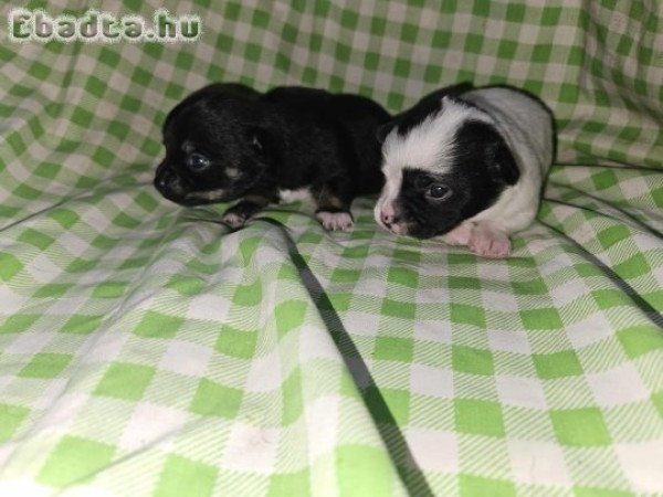 Foglalható csivava kölykök