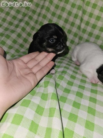 Foglalható csivava kölykök