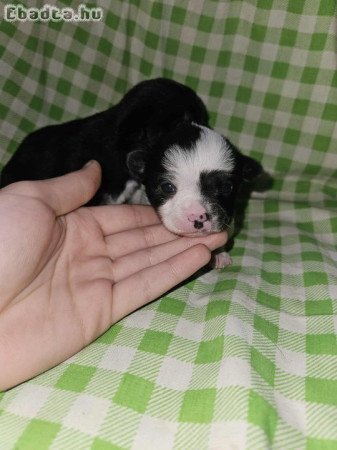 Foglalható csivava kölykök