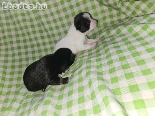 Foglalható csivava kölykök