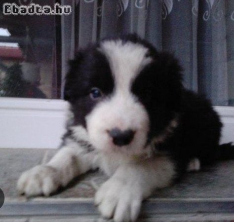 Border Collie