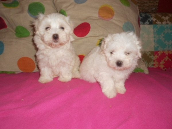 bichon havanese