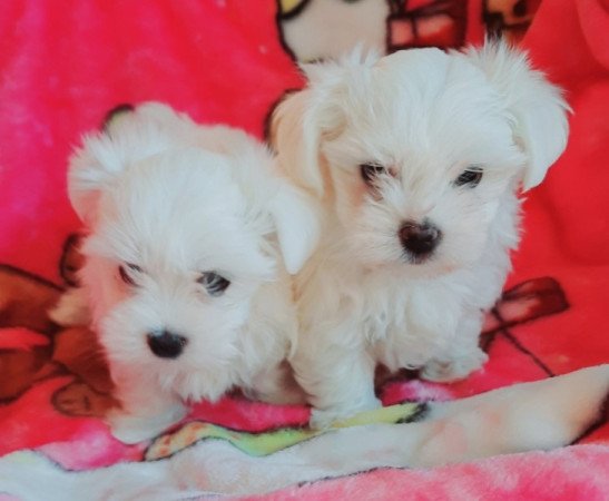 Bichon Havanese