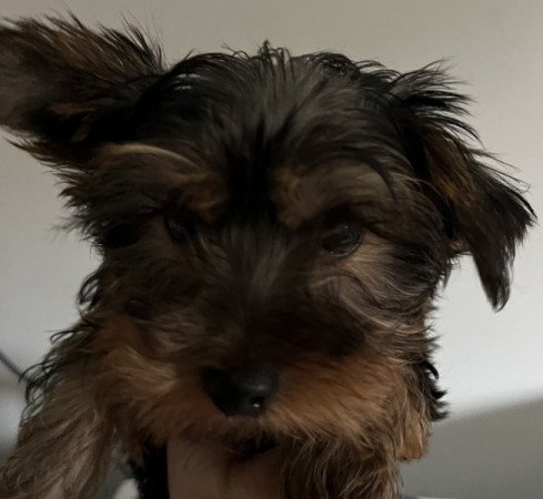 Yorkshire terrier