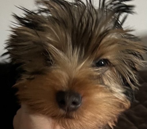 Yorkshire terrier