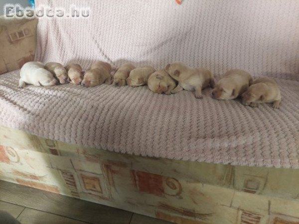 Fajtatiszta labrador retriever kiskutyák