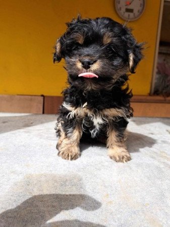 Bichon havanese