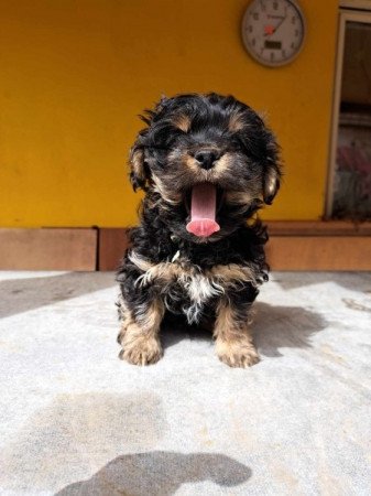 Bichon havanese