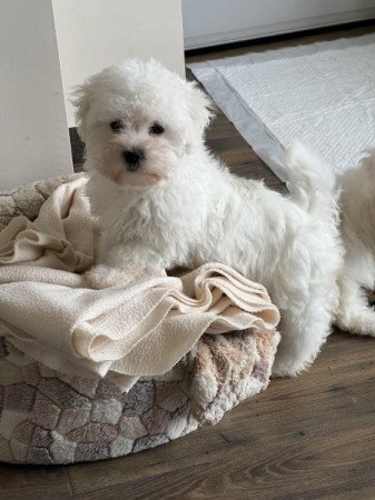 Bichon havanese