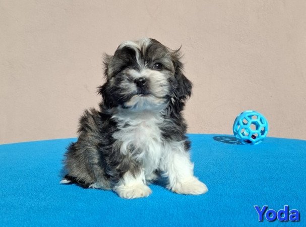 Bichon havanese