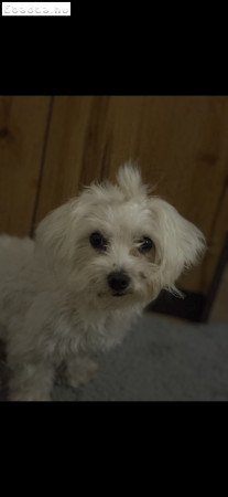 Máltai selyem kiskutya