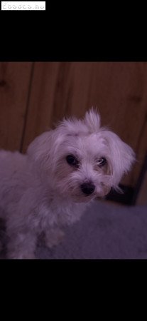 Máltai selyem kiskutya