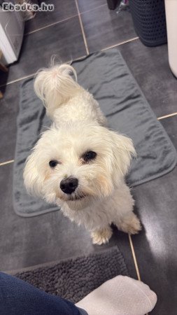 Máltai selyem kiskutya