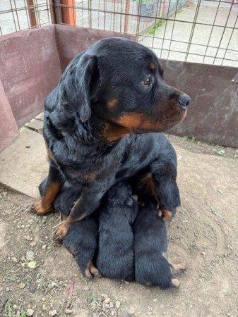 Rottweiler