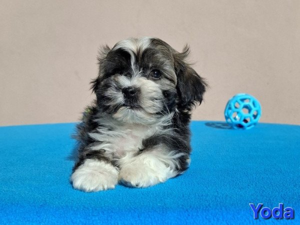 Bichon havanese