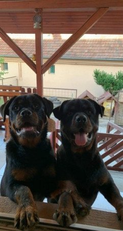 Rottweiler