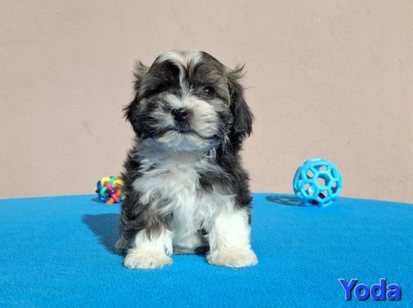 Bichon havanese