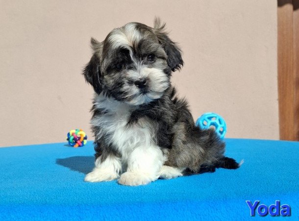 Bichon havanese