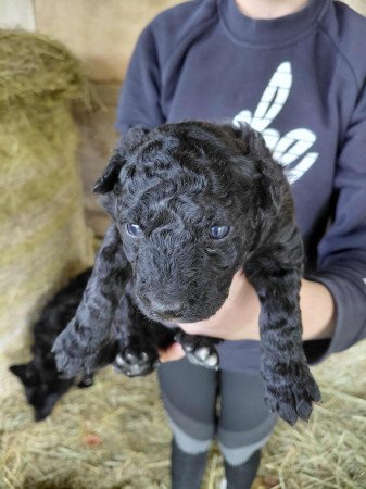 8900, Zalaegerszeg, Alsójánkahegyi 32