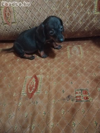 Szerető gazdimat keresem!