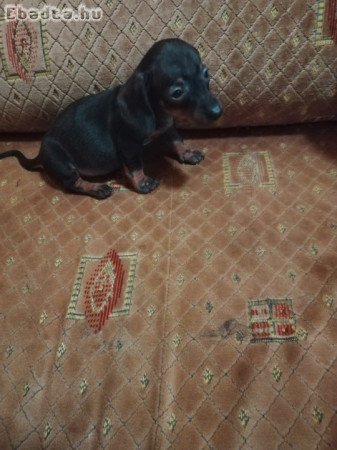 Szerető gazdimat keresem!