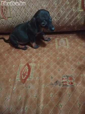 Szerető gazdimat keresem!