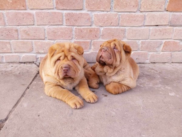 Shar pei sharpei shar-pei