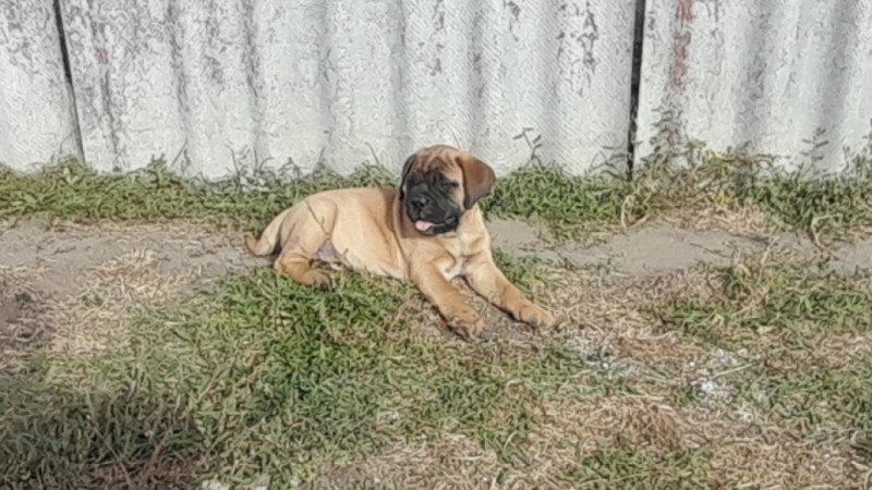 Bullmastiff