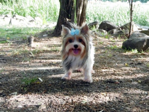 Biewer Yorkshire Terrier Yorki