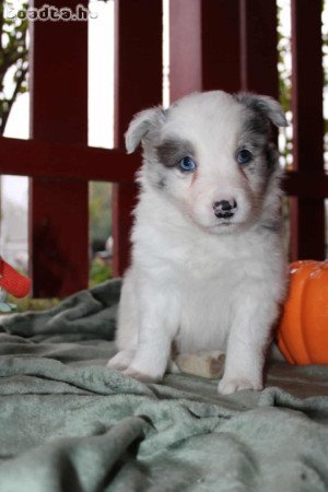 Border collie jellegű kiskutya eladó