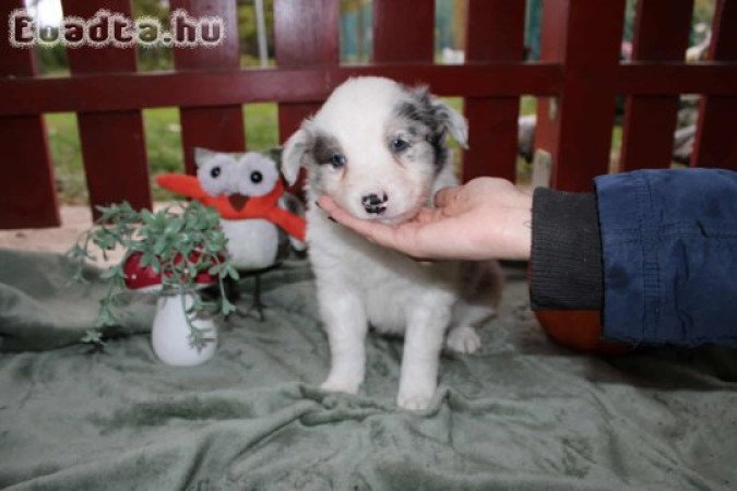 Border collie jellegű kiskutya eladó