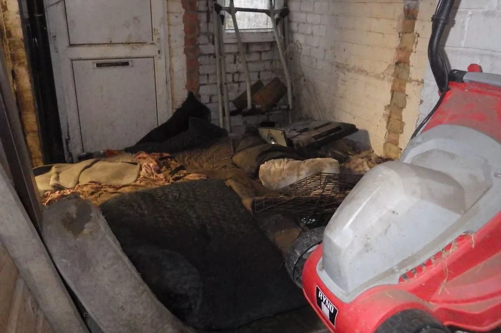 Anya és lánya éheztették és elhanyagolták beteg kutyáikat