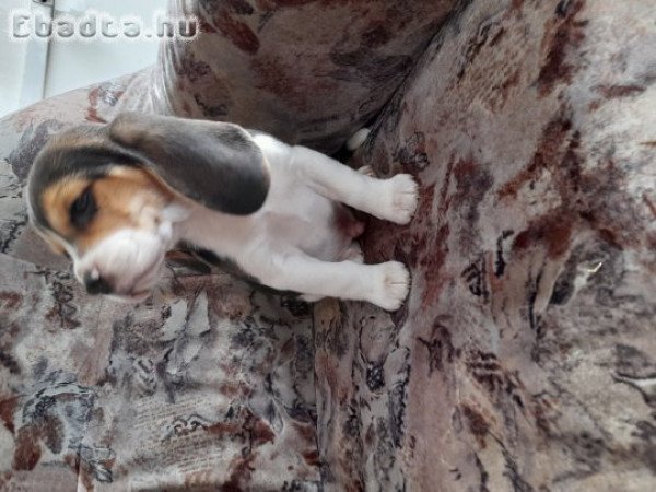 Beagle  kan kis kufya