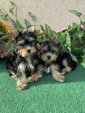 Yorkshire terrier