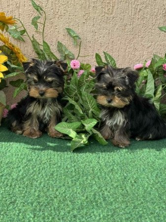 Yorkshire terrier