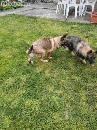 Ordas egyeneshátu németjuhász kölykök