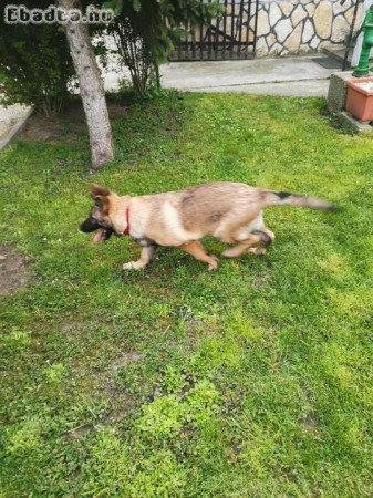 Ordas egyeneshátu németjuhász kölykök