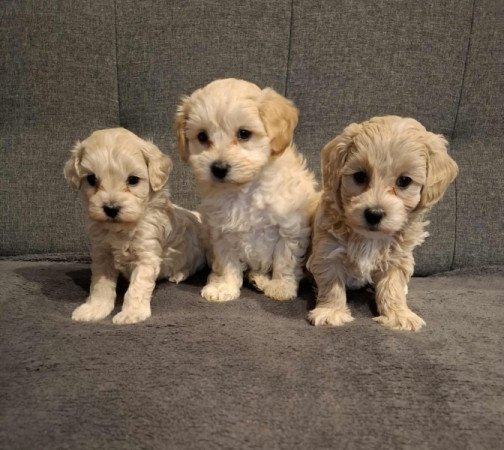 Maltipoo
