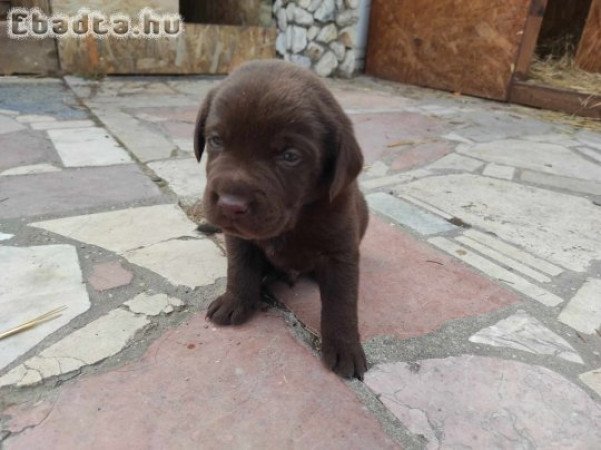 Csoki barna és fekete labrador kiskutyák eladók