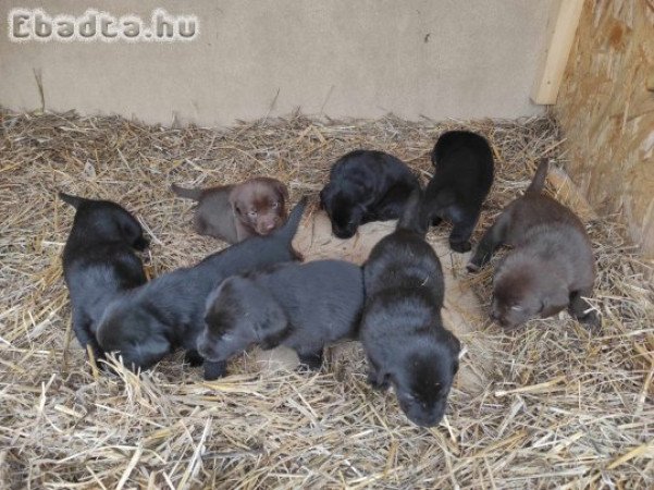 Csoki barna és fekete labrador kiskutyák eladók