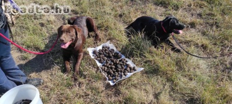 Csoki barna és fekete labrador kiskutyák eladók