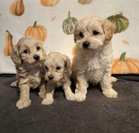 Maltipoo
