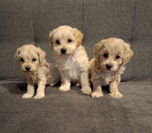 Maltipoo