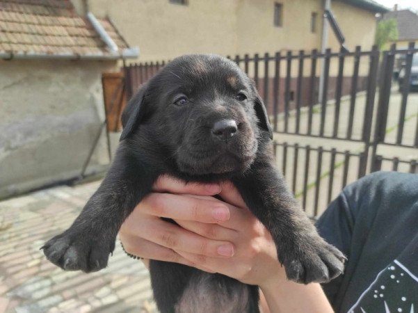 Labrador